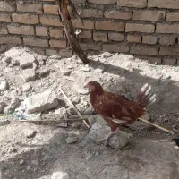 طاقچه مرغ|حیوانات مزرعه|شیروان (خراسان), |دیوار