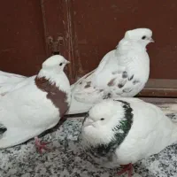 کبوتر|پرنده|دهگلان, |دیوار