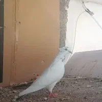 پرنده
