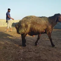 قوچ دو بورافشاری سنگین به شرط پرش