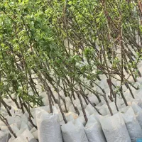 نهال بادام  گلدانی مناسب نیشابور
