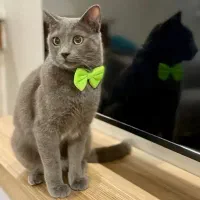 گربه اصیل نژاد بیریتیش