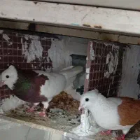 کفتر