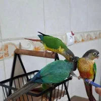 طوطی گرینچیک