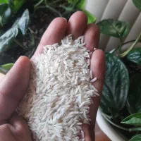 برنج طارم شمال