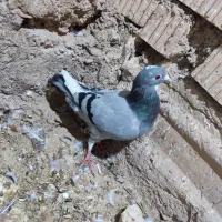 ...|پرنده|داراب, |دیوار