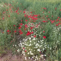 زمین کشاورزی