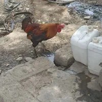 خروس