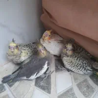 عروس هلندی