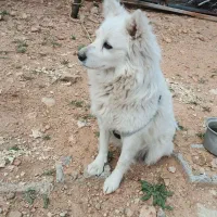 سگ پاکوتاه ،اشپیتز ژاپنی ماده