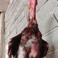 فروش یک عدد خروس لاری ترک