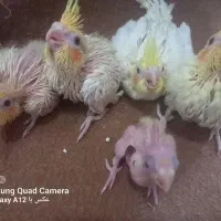 جوجه عروس هلندی
