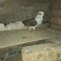 کبوتر شازده
