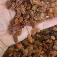 کشمش آبگیری در تناژ بالا