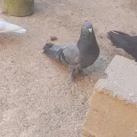 جفت کفتر