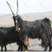 گوسفند
