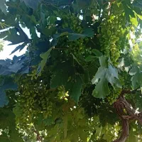 قوره عسگری درجه یک