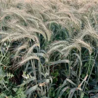 فروش گندم افغانی