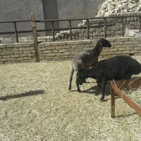دوتا‌شیشک‌