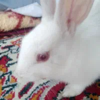 خرگوش|موش و خرگوش|کرمانشاه, |دیوار