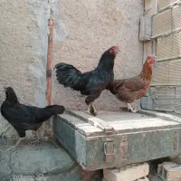 خروس ومرغ مرندی