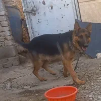 ژرمن‌نر یکساله