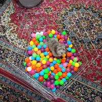 فنس سگ قفس سگ پارک سگ