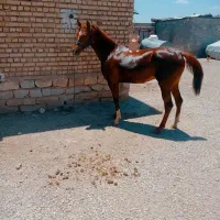 مادیان|اسب و تجهیزات اسبسواری|کرمانشاه, |دیوار