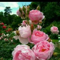 نهال گل محمدی گلدونی ریشه کش