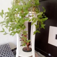 گل طبیعی