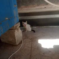 واگذاری بچه گربه
