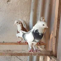 شازده هما سورور وشازده سبز