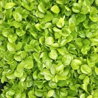 سبزه بهار نارنج