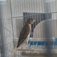 قناری نر ابلغ سوخته شاه تخم قواره دار ۴ ماهه