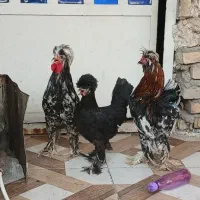 دوعدد خروس لهستانی