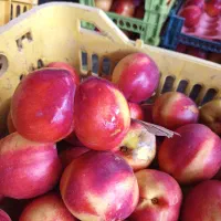 بسته بندی میوه در سردخانه