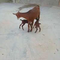 کهره جمولی و یک عدد گیسه گول توپی مخصوص داشت