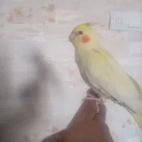 جوجه عروس هلندی دستی