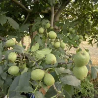 نهال گردو بارده تضمینی درجه‌یک