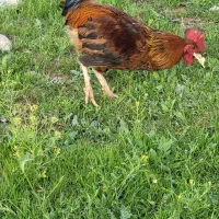 خروس کردی