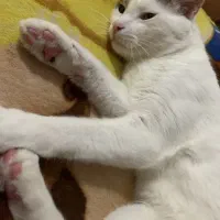 گربه گمشده