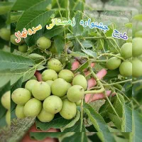 فروش انواع نهال های مثمر و غیر مثمر