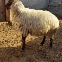 گوسفند|حیوانات مزرعه|قوچان, |دیوار