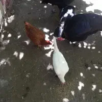 مرغ تخم گذار جوان  روستایی