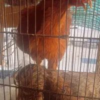 جوجه و بلدرچین