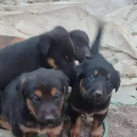 سگ ژرمن