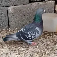 نر فروشی