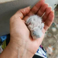 جفت طوطی راهب سبز بیگ سایز کارداده
