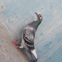 ابلغ و چاپی عراق