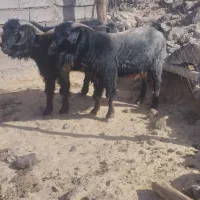 سلام دوستان فروشی